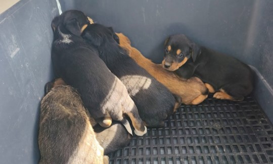 cachorros.jpg